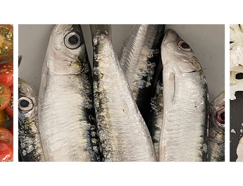 FISH PROJECT IN GREEK ISLAND
